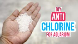 Safe Ways to Dechlorinate Your Water at Home